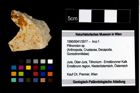 Foto (Objekt + Etikett) von Pithonoton sp.  (NHMW-GEO-1990-0041-3977)